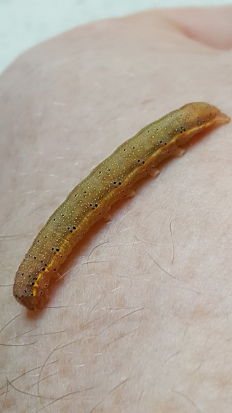 Critters in your patch