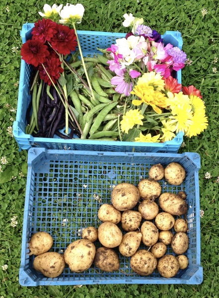 Allotment?Veg Patch Thread 10 - Plotmenters  busy into summer ! and loving James Wong