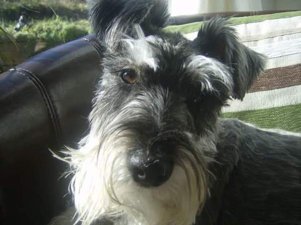 Mini Schnauzers anyone ?