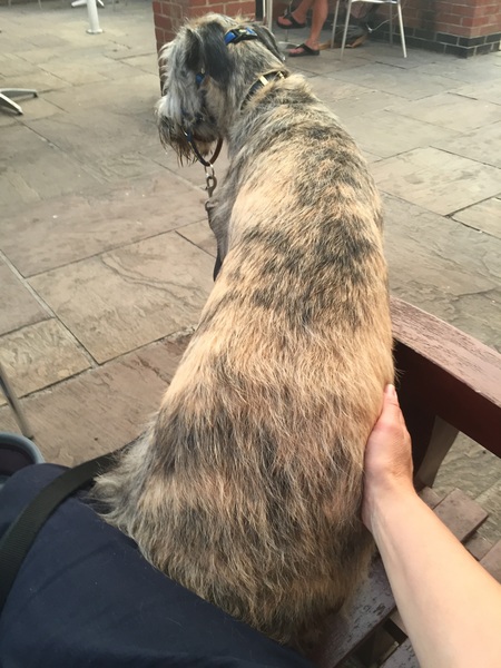 What Kind of dogs is this ?