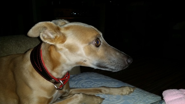 Whippet 'what ifs'