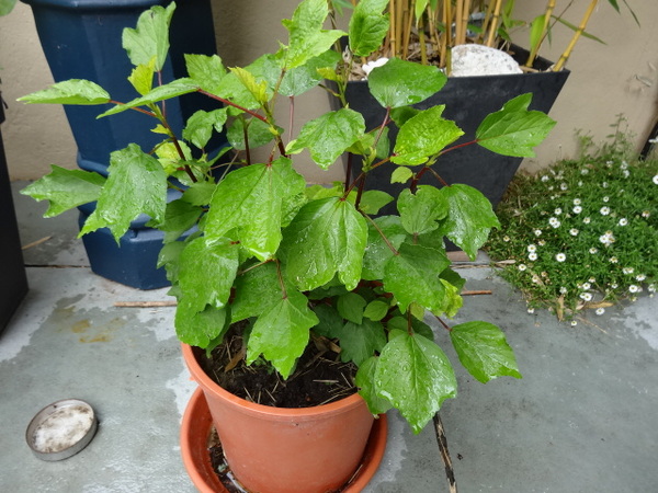 Plant identification (please)
