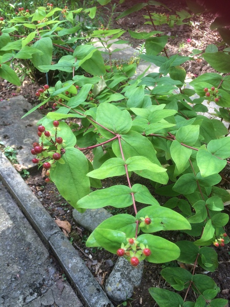 Are these weeds please