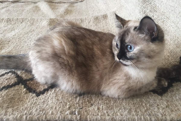 Siamese experts, please take a look at my kitty