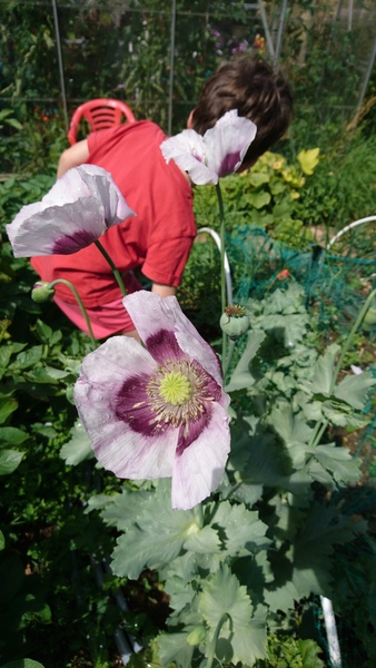 Allotment?Veg Patch Thread 10 - Plotmenters  busy into summer ! and loving James Wong