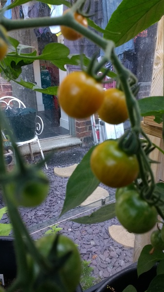 Allotment?Veg Patch Thread 10 - Plotmenters  busy into summer ! and loving James Wong