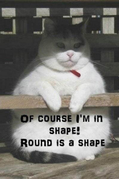 Can we have a funny cat stuff from the web thread?