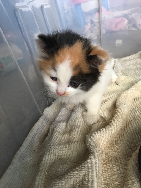 New Kitten