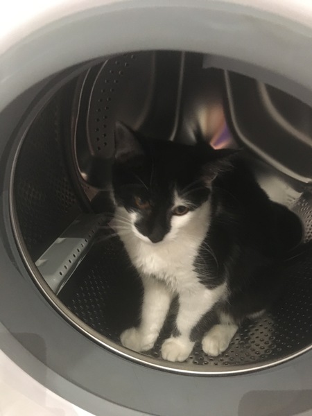 Merlin is missing