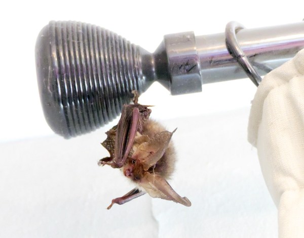 HELP! Bat in bedroom!!