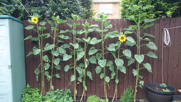 Sunflowers
