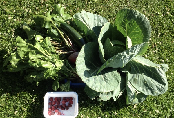 Allotment?Veg Patch Thread 10 - Plotmenters  busy into summer ! and loving James Wong