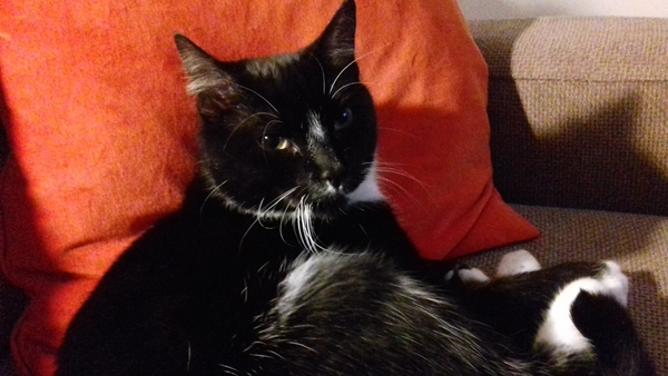 Week 8 - Summer Low Carb Bootcamp - two months almost done ...