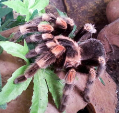 **Trigger warning - this thread contains images of spiders** Title edited by MNHQ Oh you have GOT to be kidding me!!