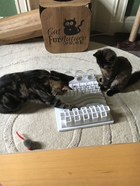 Cats still catting Part 4