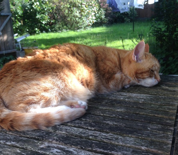 Cats still catting Part 4