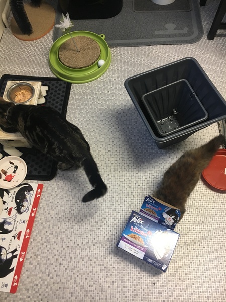 Cats still catting Part 4