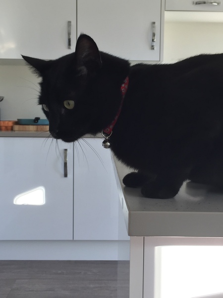 Cats still catting Part 4