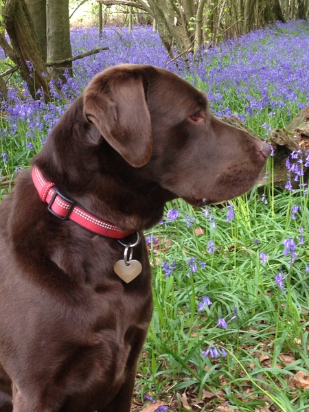 Tell me about Labs please.