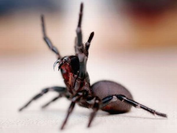 **Trigger warning - this thread contains images of spiders** Title edited by MNHQ Oh you have GOT to be kidding me!!
