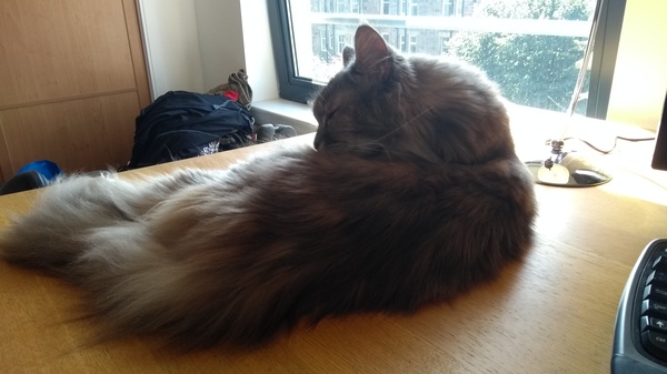 New Maine Coon arriving - what do we need?