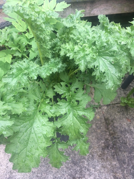 Plant ID help please