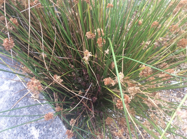 Ornamental grasses, not too tall?
