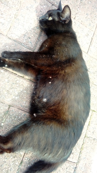 Do you think this cat is pregnant? (Photos)