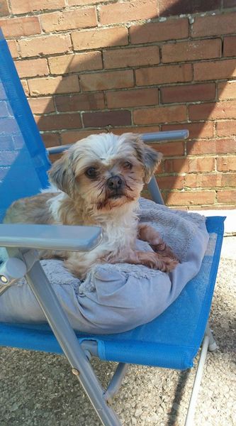 Tell us what your pets mean to you - for a chance to win a Fitbit Alta plus a copy of Finding Gobi. Now closed.