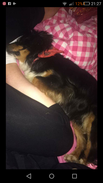 Found dog and im clueless !