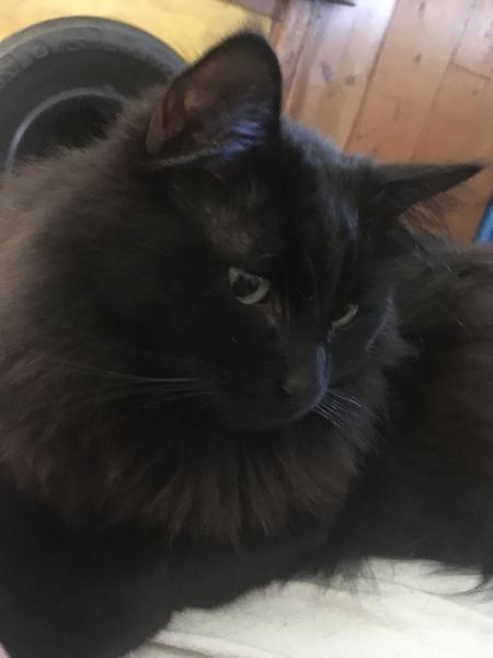 Rescuing a cat tomorrow, DH now unsure...