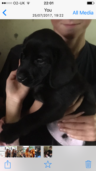 Choosing our puppy's name