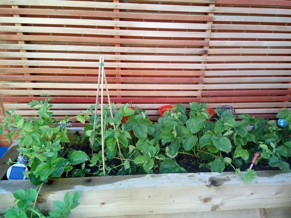 Find out how MNers are getting on with their Homebase Garden Goals challenge NOW CLOSED