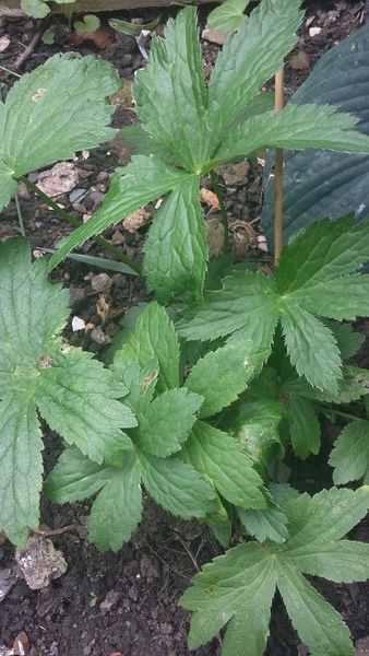 Can we play 'weed or plant'?