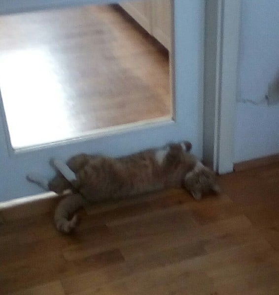 It is far too hot and stuffy....and flop