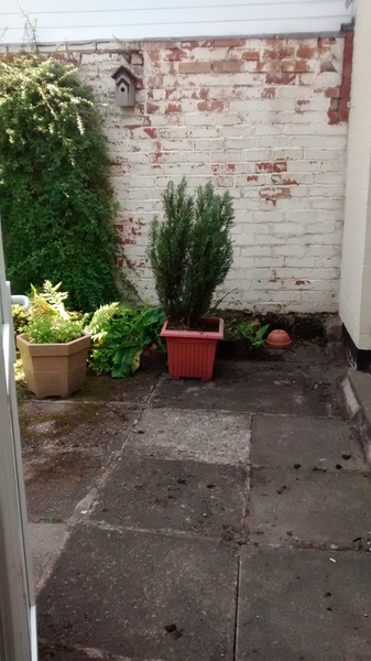 What shall we do with our new garden? Pics attached
