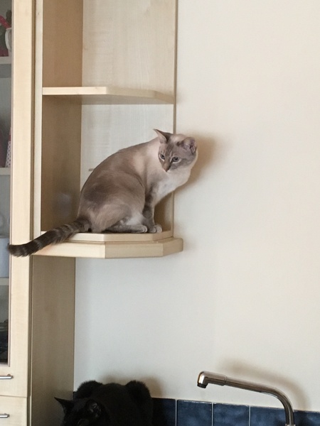 Help me work Coco out!