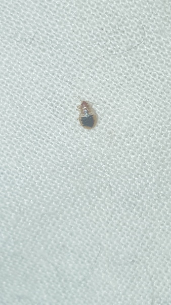 Bed bugs? Lice? Beasties? HELP!!!! (Poor photo attached)