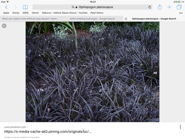 What can I plant in this difficult spot please?