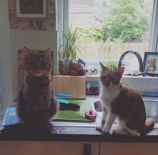 Cats still catting Part 4