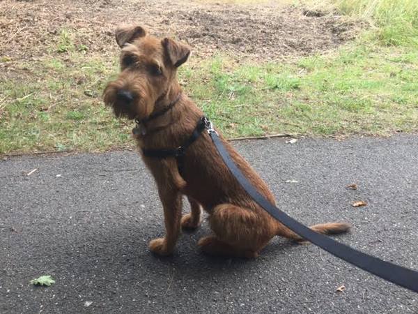 Does anyone fancy a "puppy survival" thread part 2