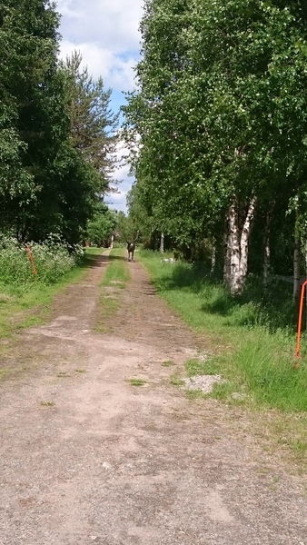 There's no-one quite like Yanma, I'm sure you will agree