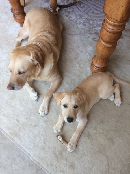 Tell me about Labs please.