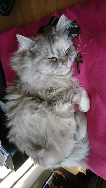 Tell us what your pets mean to you - for a chance to win a Fitbit Alta plus a copy of Finding Gobi. Now closed.