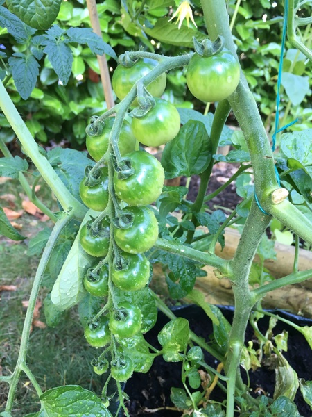 Allotment?Veg Patch Thread 10 - Plotmenters  busy into summer ! and loving James Wong