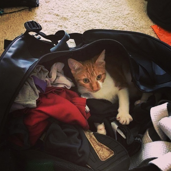 Cats still catting Part 4