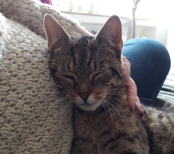 Does anyone have a Savannah cat?
