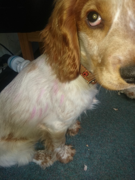 Hair dye on dog