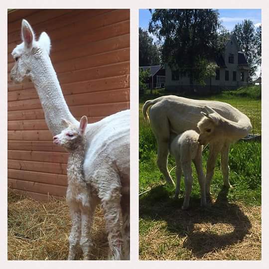 Swagger Inn 147 - Theresa may (see what I did there?) be a difficult woman, but we're all easy (ylt) in the Tav........