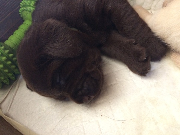 Does anyone fancy a puppy survival thread part 3